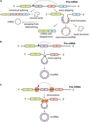 A New World of Biomarkers and Therapeutics for Female Reproductive System and Breast Cancers: Circular RNAs